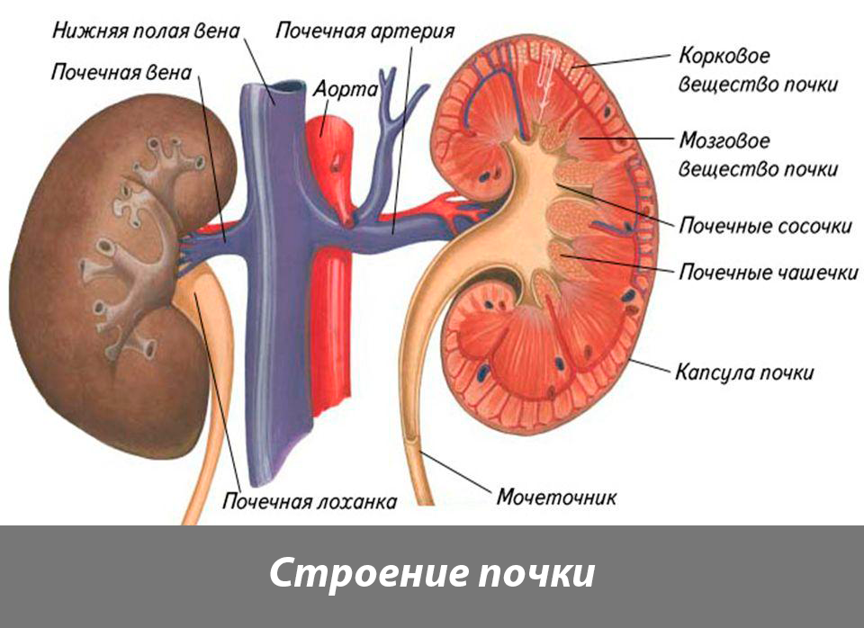 Расширена лоханка почки у плода: причины увеличения, нормы УЗИ, прогноз