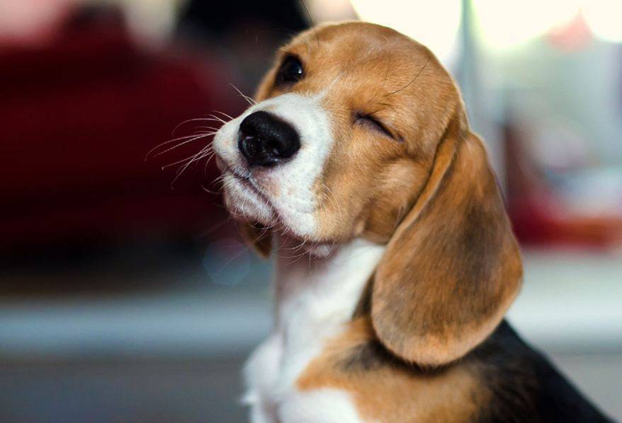 Течет из уха желтая жидкость у ребенка: что значат боли, обильные выделения коричневой серы и гноя?