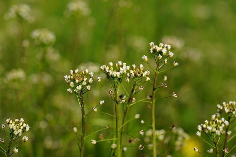 Энурез у детей: причины и лечение ночного недержания мочи 5-11 лет (Комаровский)