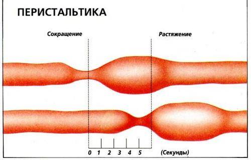 Ребенок толкается внизу живота: почему шевеление плода ощущается в этой области?