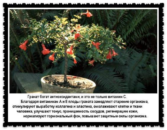 Гранатовый сок при грудном вскармливании: можно ли кормящей маме гранаты?