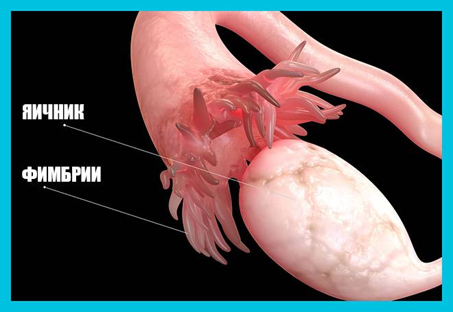 Можно ли забеременеть со спайками в матке или трубах и как протекает беременность?