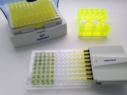 Плазматические клетки в крови у ребенка: что это значит в общем анализе?