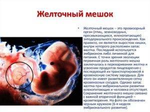 Желточный мешок: норма по неделям беременности, размеры на ранних и поздних сроках