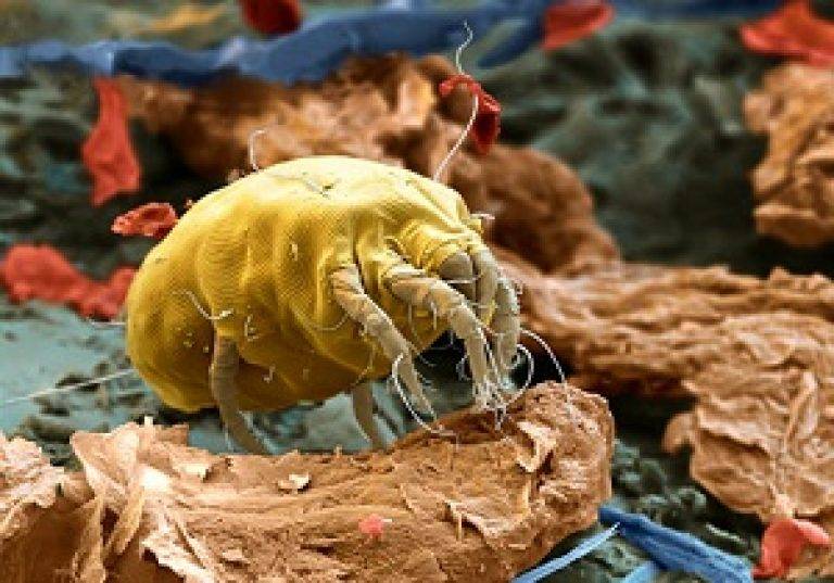 Симптомы аллергии на пыль и пылевого клеща у детей, простые способы лечения