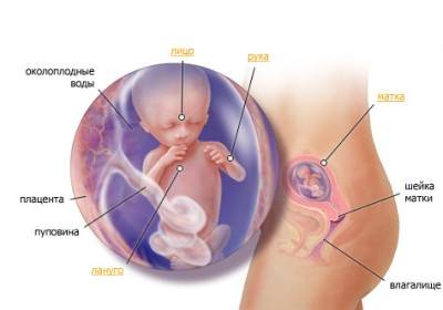 Геделикс при беременности: особенности применения в 1, 2, 3 триместрах