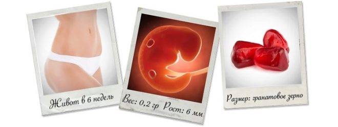 4 неделя беременности от зачатия: что происходит с малышом и мамой, каковы ощущения женщины?