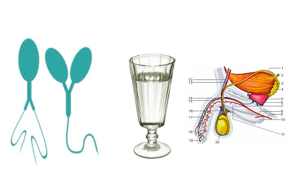 Как алкоголь влияет на спермограмму и состояние сперматозоидов, стоит ли выпивать перед процедурой?