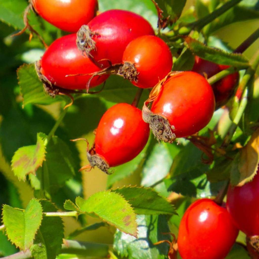 Тошнота перед родами: почему подташнивает во время схваток и что делать?