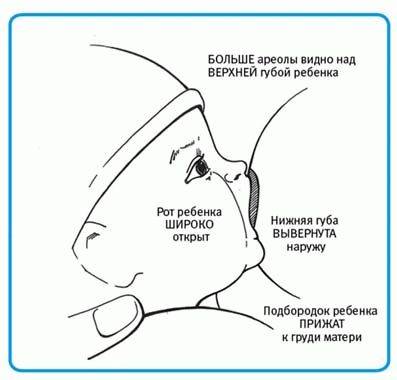 Достинекс: инструкция по применению таблеток для прекращения лактации
