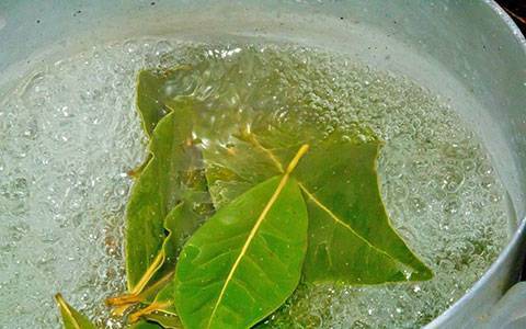 В каких травах купать новорожденного: хвойный экстракт, лавровый лист, чистотел