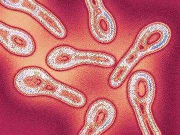 АКДС, Пентаксим или Инфанрикс: что лучше, в чем разница между импортной и отечественной вакциной?