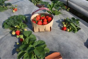 Выбор Укрывного Материала для Растений: Как Сделать Правильный Выбор