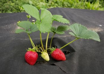 Выбор Укрывного Материала для Растений: Как Сделать Правильный Выбор