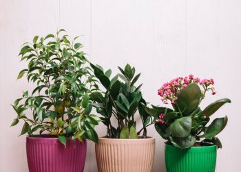 Как выбрать большие горшки для цветов