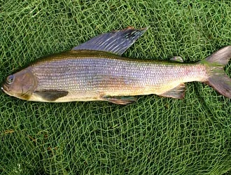 Искусство приготовления блюд из рыбы хариус: традиции и секреты