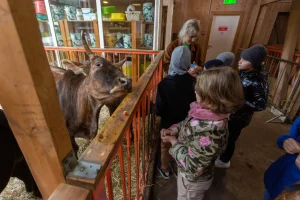 Преимущества проведения выходных на животных фермах