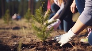 Важность посадки леса для будущего планеты
