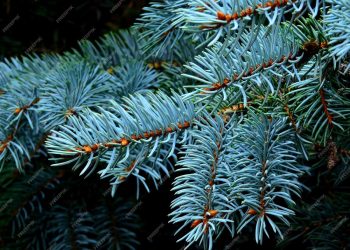 Нобилис как новогодний атрибут