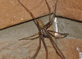 Уничтожение пауков в квартире: Как избавиться от нежелательных гостей