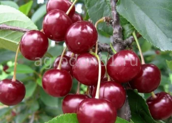 Как правильно выбирать саженцы вишни