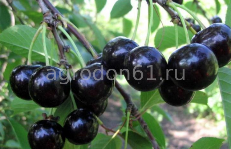 Как правильно выбирать саженцы вишни