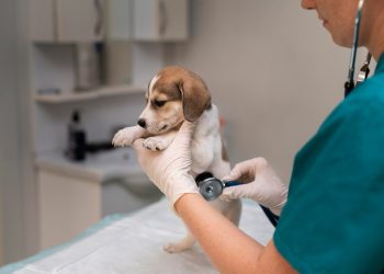 Почему важно проводить УЗИ питомцам