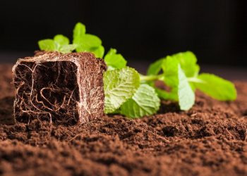 Чем отличается растительный грунт от чернозема, торфа и плодородной почвы