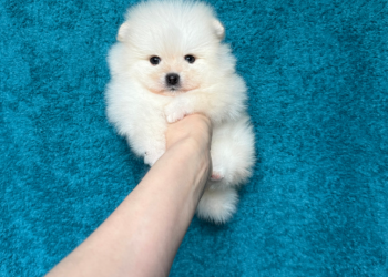 Преимущества покупки щенков померанского шпица