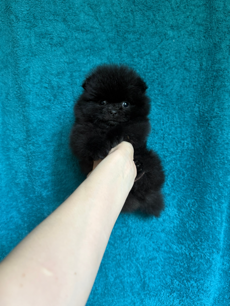 Преимущества покупки щенков померанского шпица