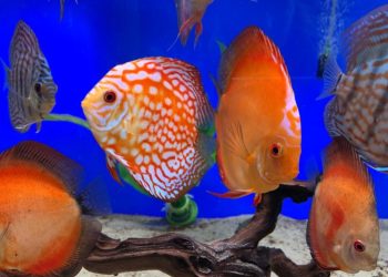 Почему важно вовремя проводить обслуживание аквариумов