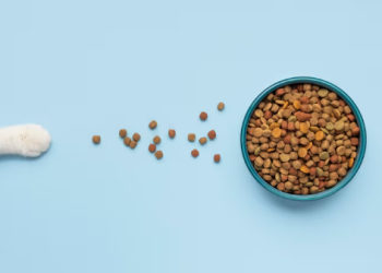 Сухой или влажный корм для питомца: как сделать правильный выбор