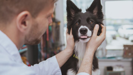 Ветеринарный офтальмолог: защитник зрения наших питомцев