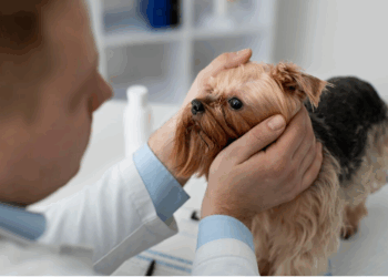 Ветеринарный офтальмолог: защитник зрения наших питомцев