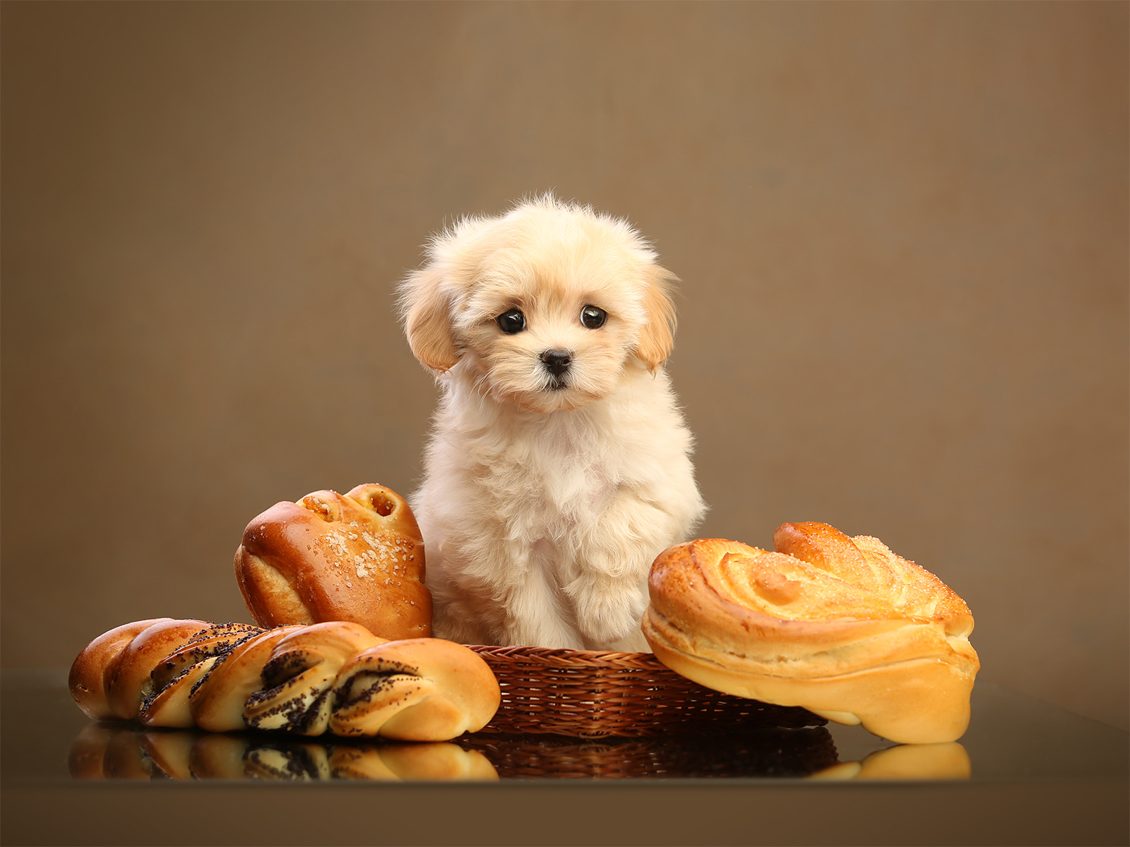 Мальтипу: новый член семьи и ответственность на годы вперед