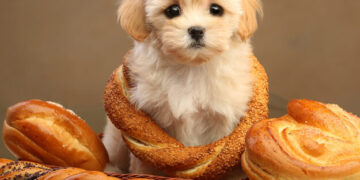 Мальтипу: новый член семьи и ответственность на годы вперед