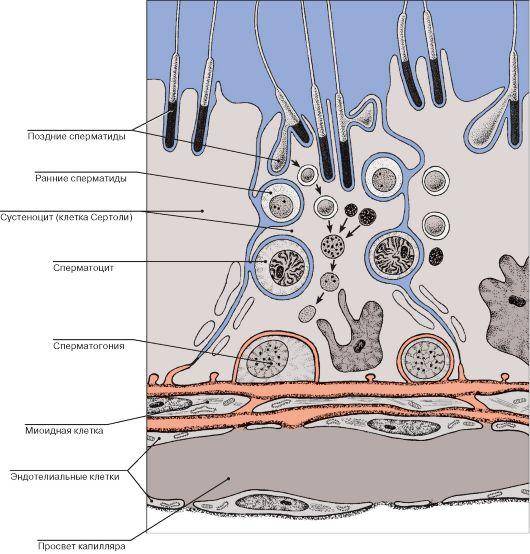 Как алкоголь влияет на спермограмму и состояние сперматозоидов, стоит ли выпивать перед процедурой?
