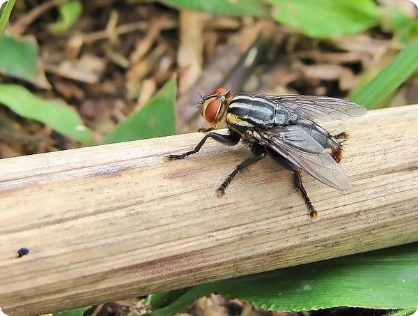 Мазь от укусов насекомых для детей: чем лечить опухоль и покраснение, как снять отек?