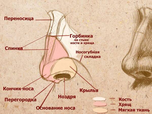 Перелом носа у ребенка: симптомы и признаки с фото, способы определения травмы