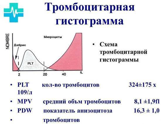Что такое PLT в анализе крови: норма для детей и расшифровка результатов