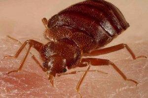 Розовый лишай у ребенка: фото, признаки и лечение в домашних условиях