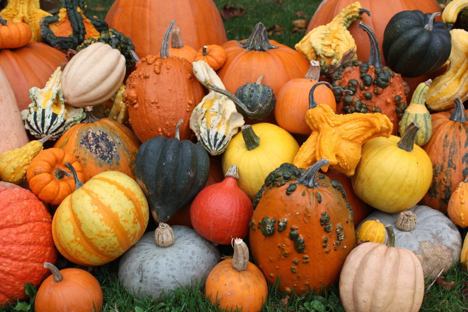 Тыква при грудном вскармливании: можно ли кормящей маме в первый месяц?