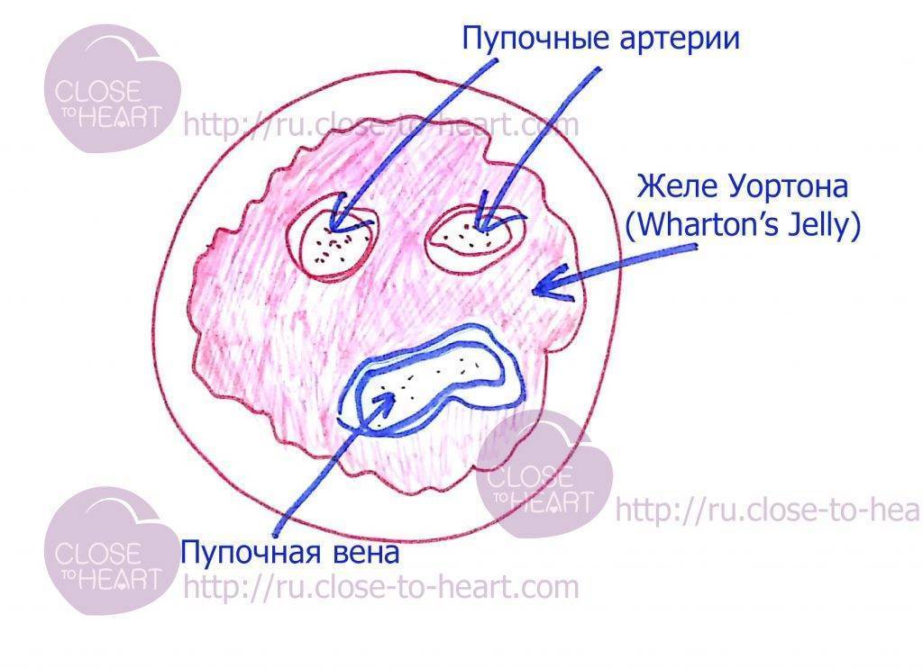 Обвитие пуповиной однократное, двойное и тройное: насколько опасно?
