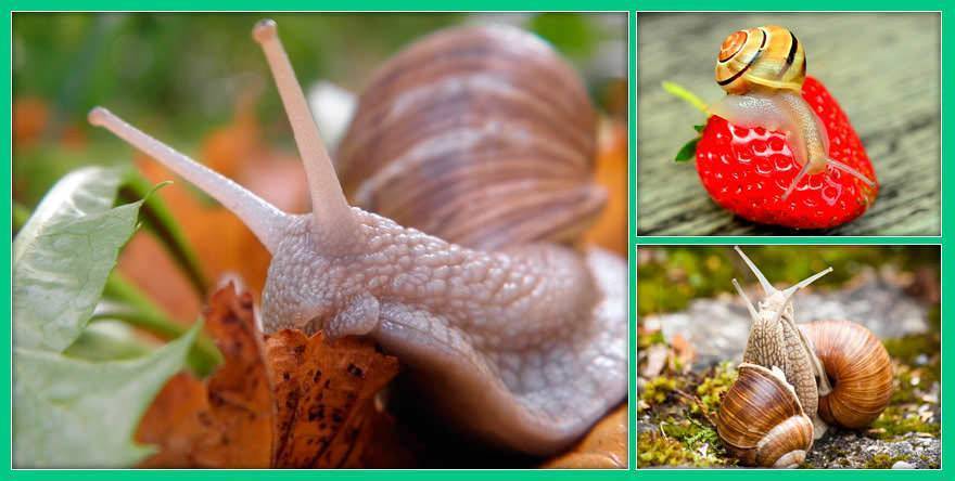 Какие коренные зубы молочные, а какие постоянные: фото, симптомы, когда выпадают