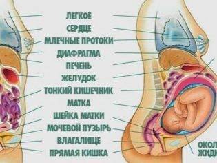 Как понять, что опустился живот перед родами: на какой неделе происходит опущение, когда рожать?