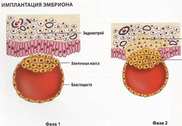 Когда происходит зачатие после полового акта, сопровождается ли оплодотворение симптомами?