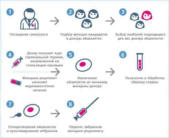 ЭКО с донорским эмбрионом: как проходит процедура, какова ее результативность?