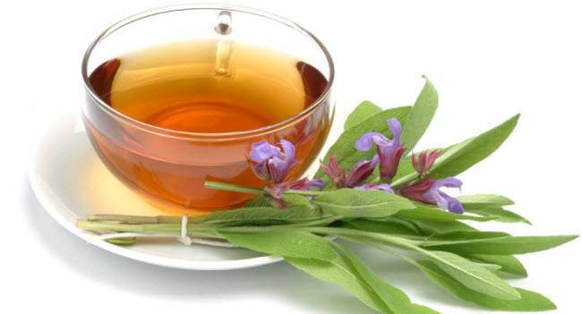 Шалфей при беременности: таблетки для рассасывания, пастилки и полоскание, инструкция по применению