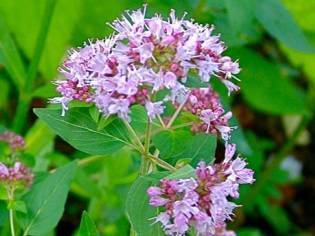 В каких травах купать новорожденного: хвойный экстракт, лавровый лист, чистотел