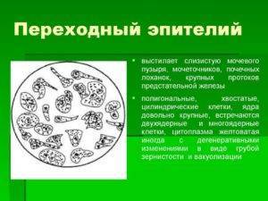 Эпителий плоский в моче при беременности: норма, причины отклонения